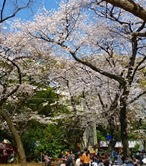 東京に春を告げる靖国神社の桜