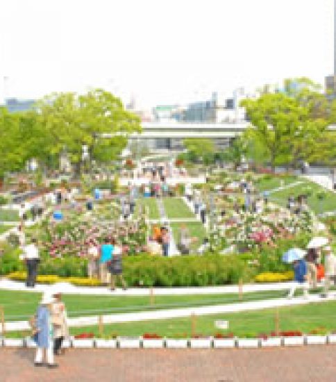 初夏、バラの芳香に包まれる癒しの公園、大阪・中之島公園