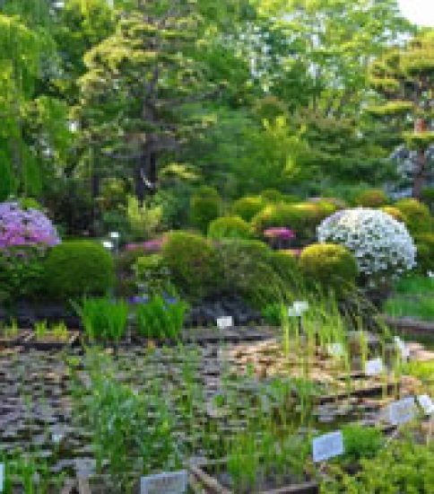 怪しいアノの花が見られるかも？「東京都薬用植物園」